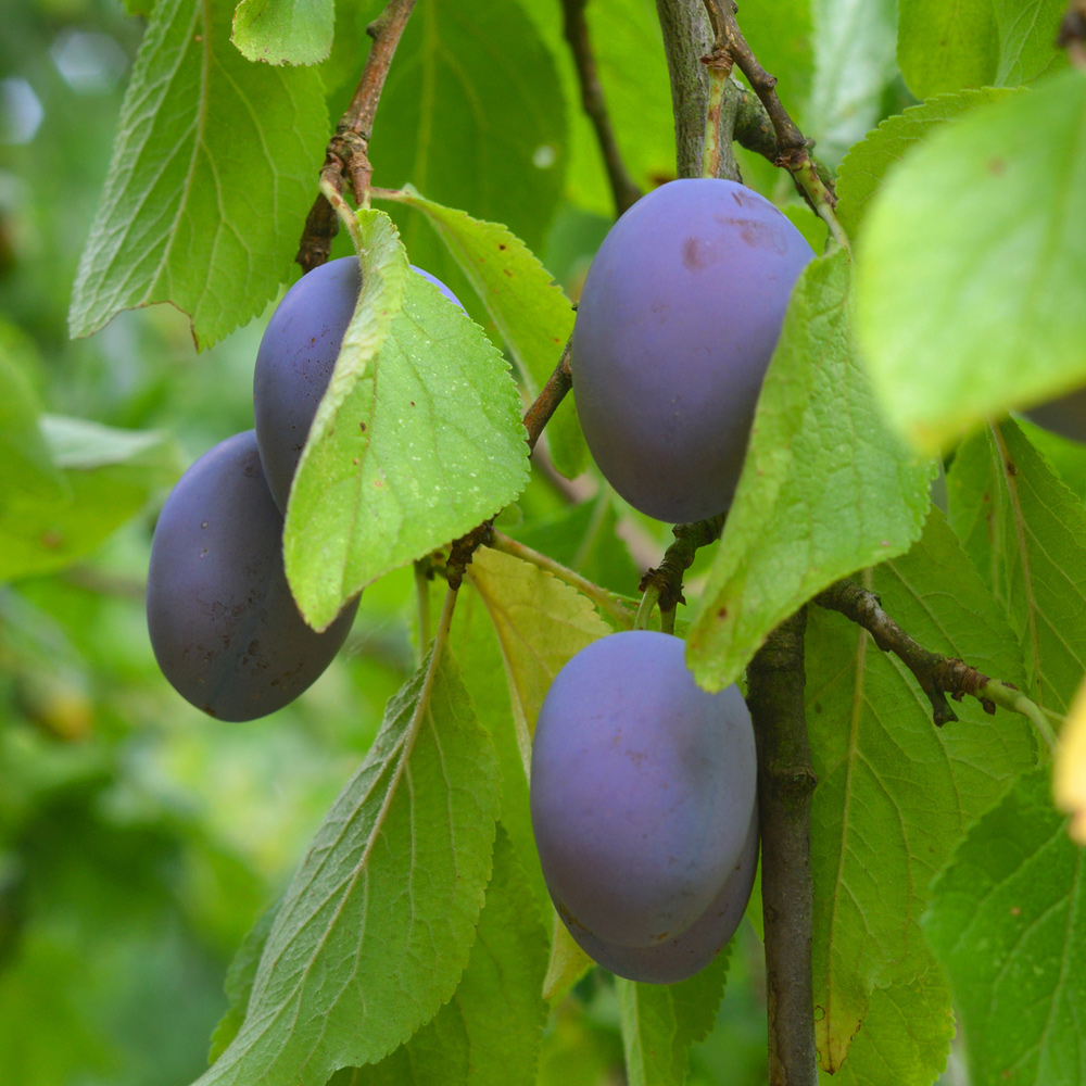 Plums & damsons