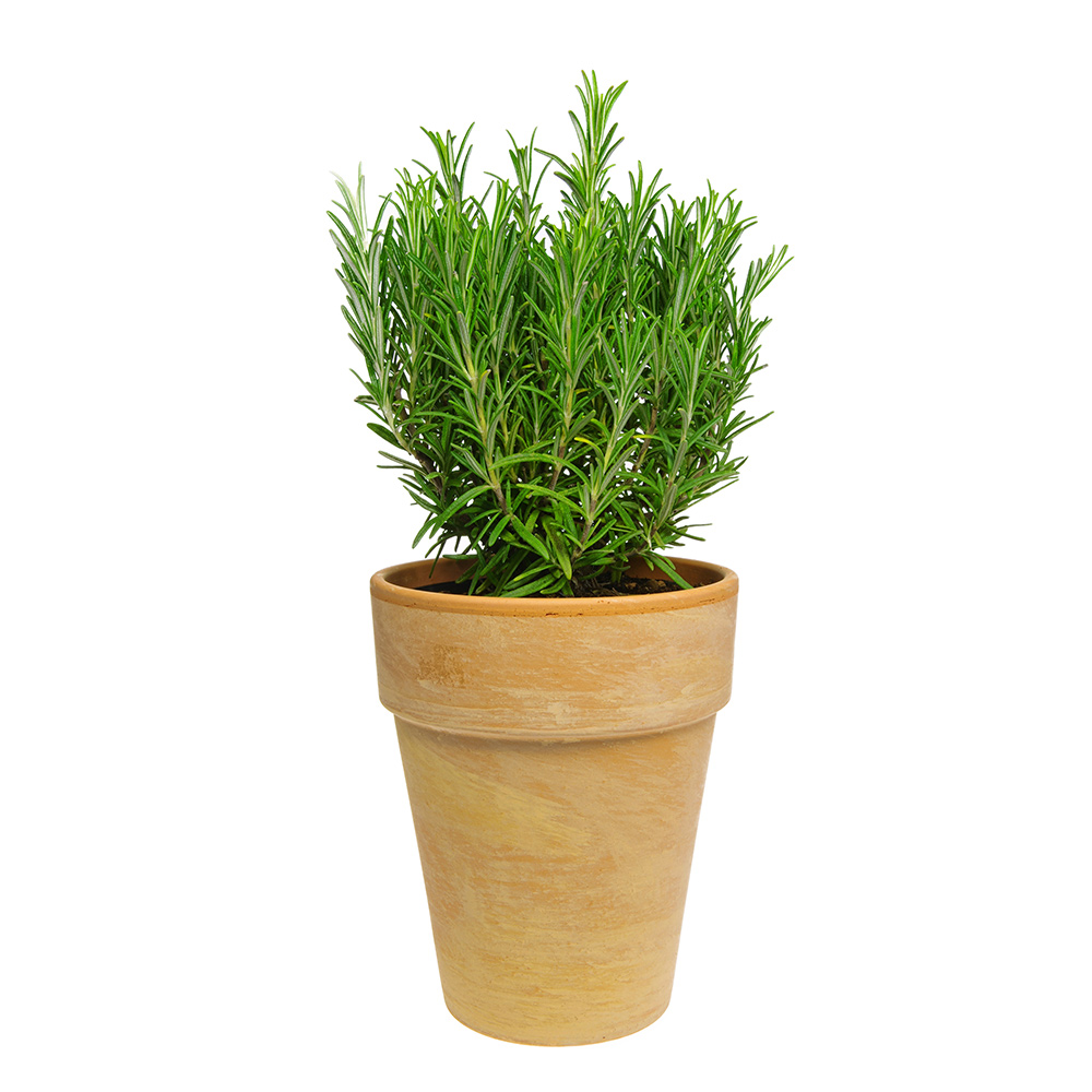 Rosemary