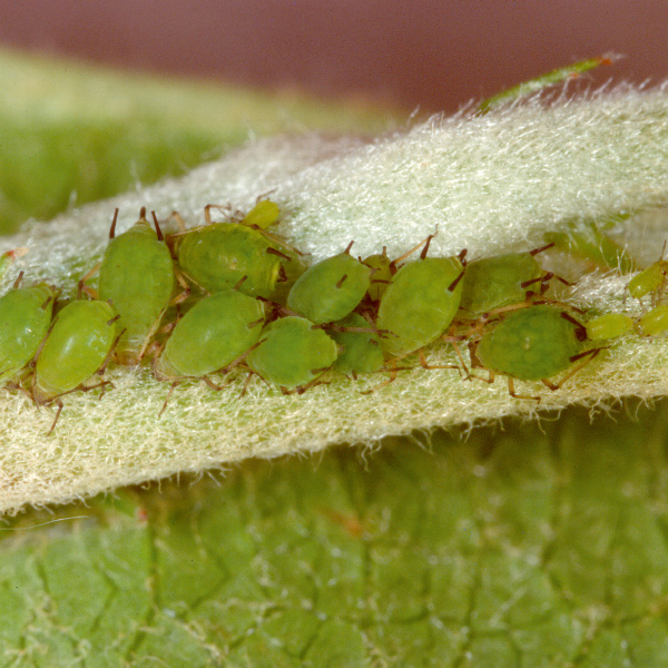 Aphids