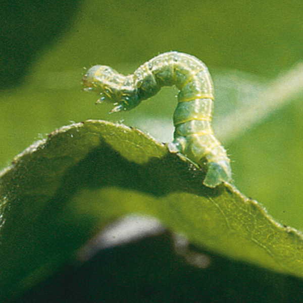 Winter moth caterpillars