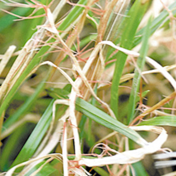 Red thread (disease) on lawns