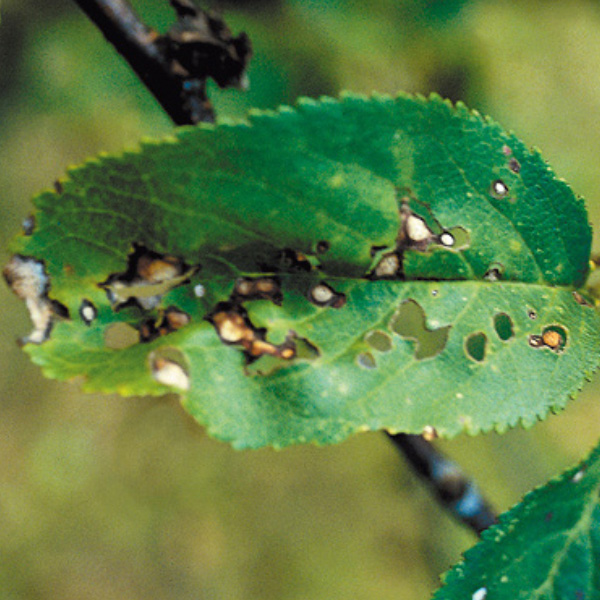 Shot hole disease