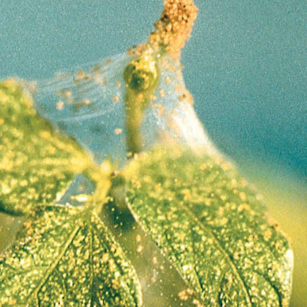 Spider mites