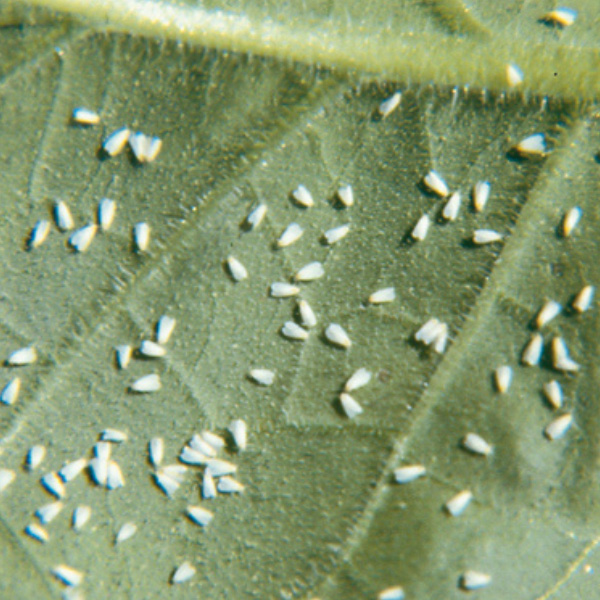 Whitefly