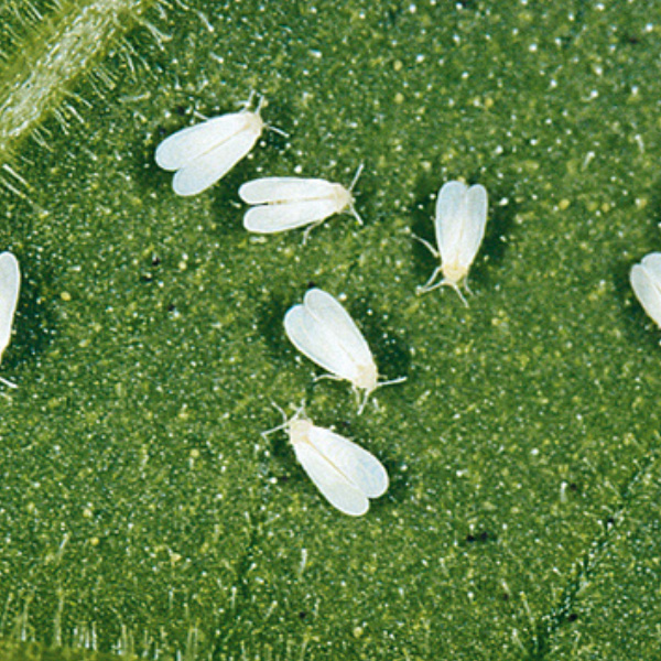 Whitefly