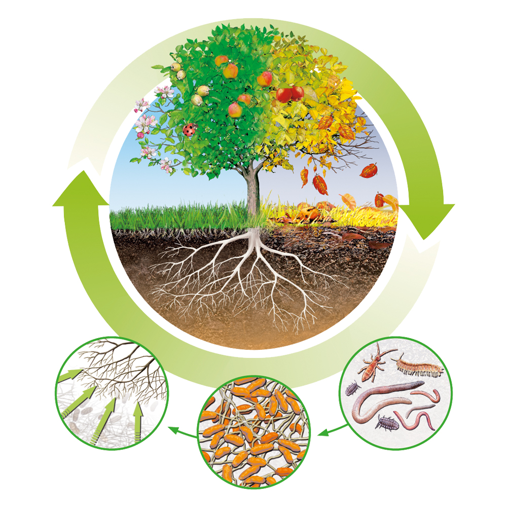 Organic cycle