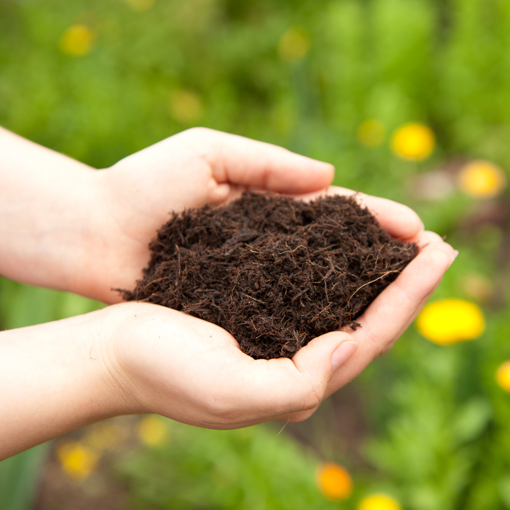 Choosing the right soil