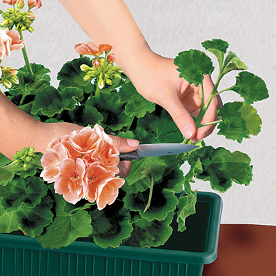 Snipping a still soft shoot from the “mother plant”.