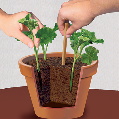 Inserting several cuttings in a larger pot with soil.
