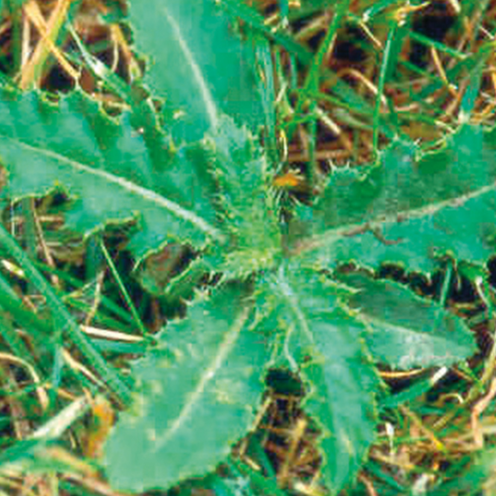 Creeping Thistle