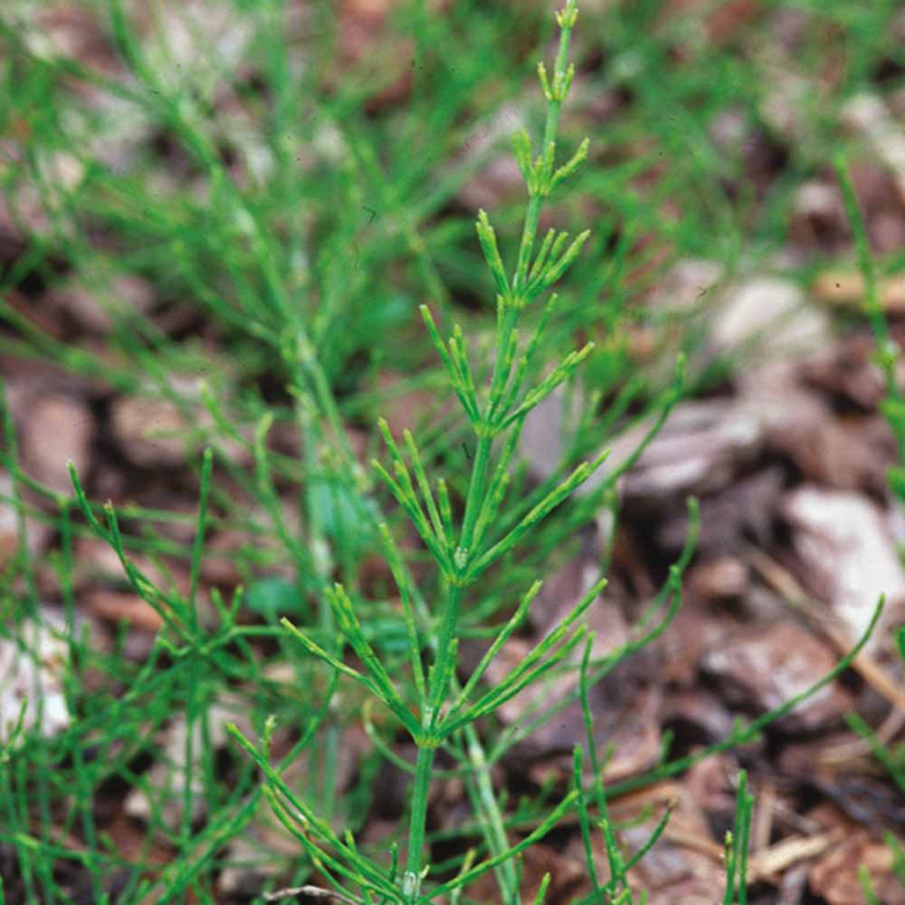 Field Horsetail