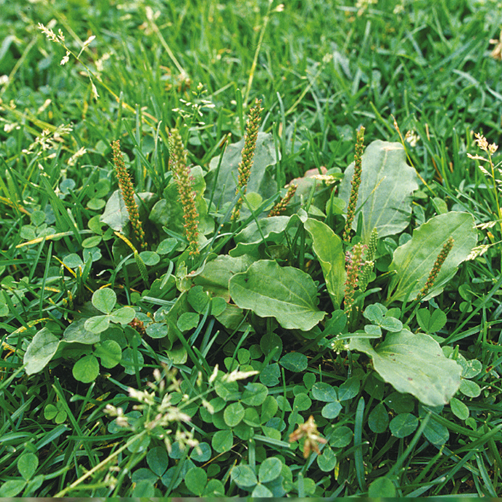 Broadleaf Plantain