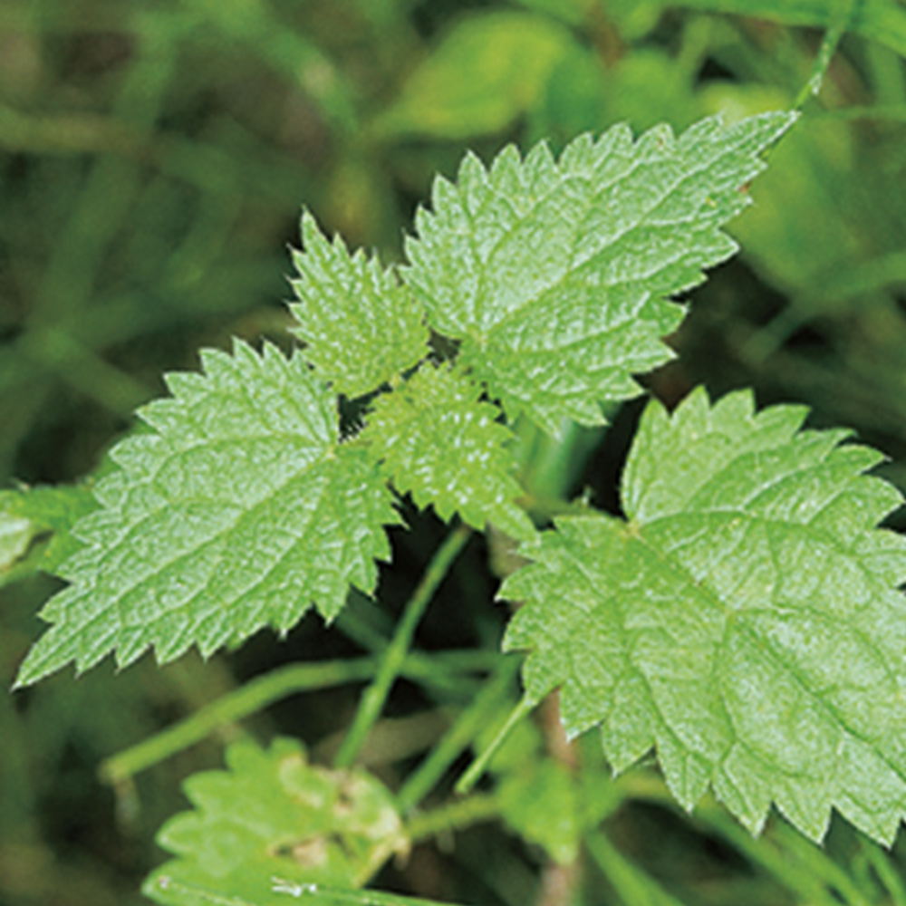 Stinging Nettle