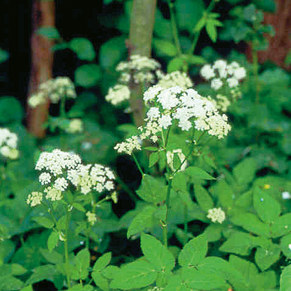 Ground Elder / Goutweed 