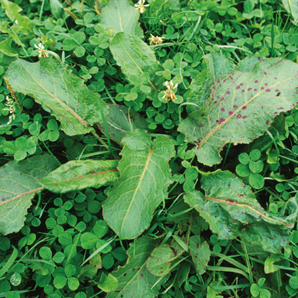 Sheep sorrel / Field sorrel