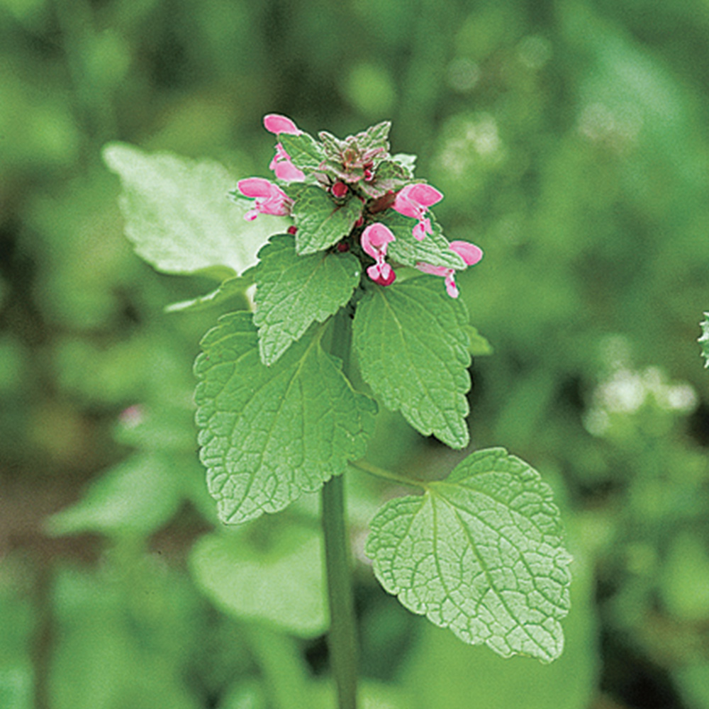 Deadnettle