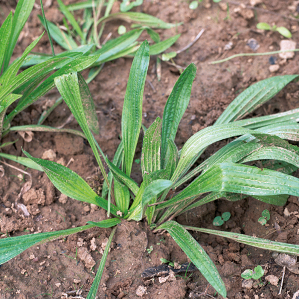 Ribwort Plantain