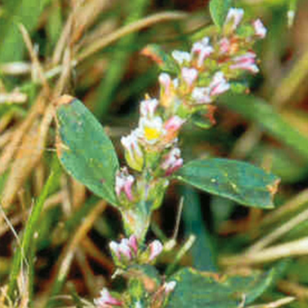 Knotgrass