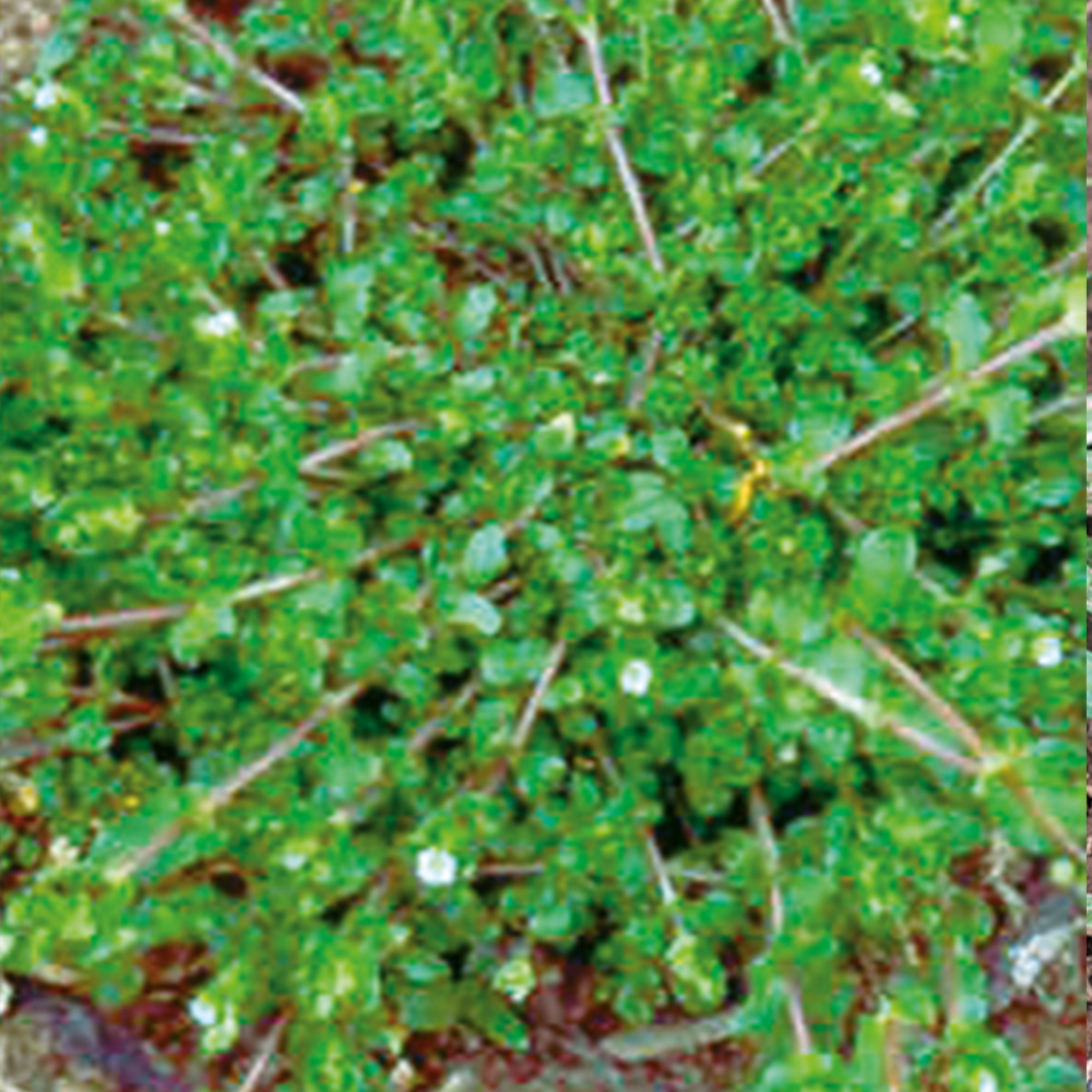 Chickweed