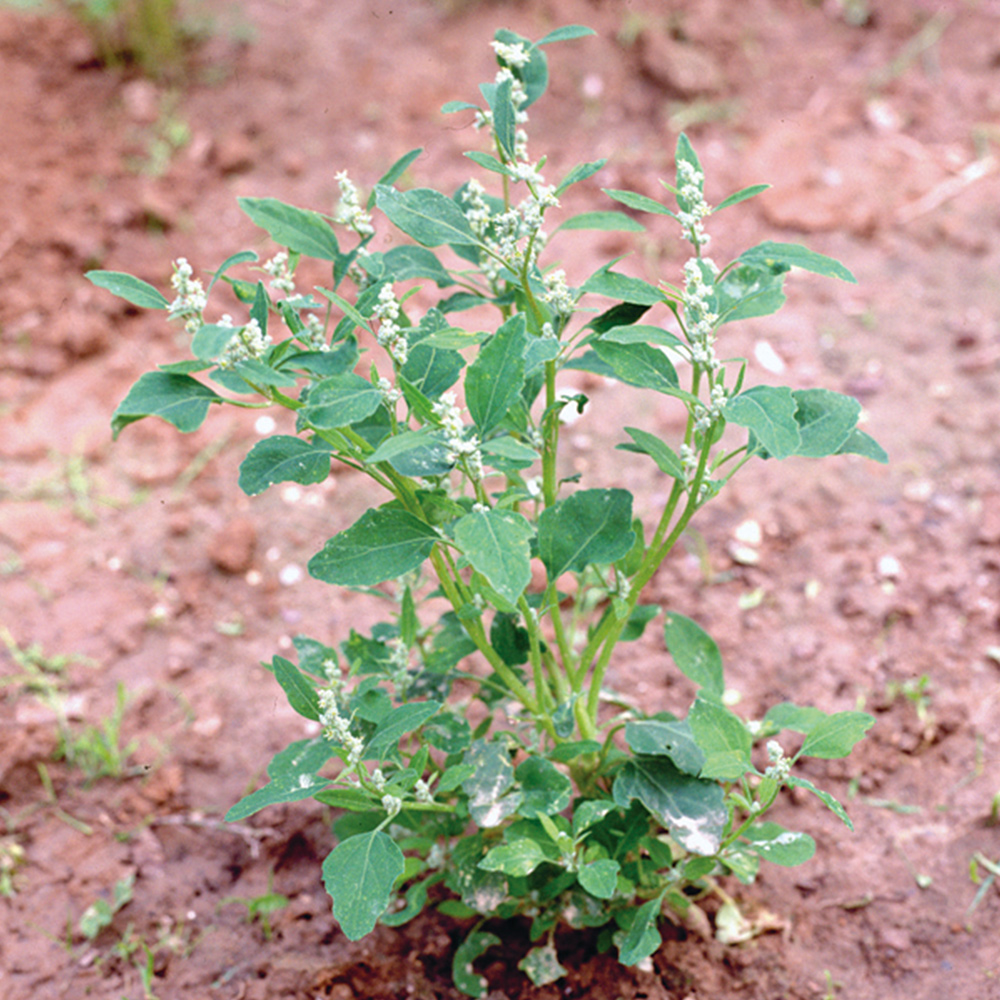 Pigweed / Goosefoot