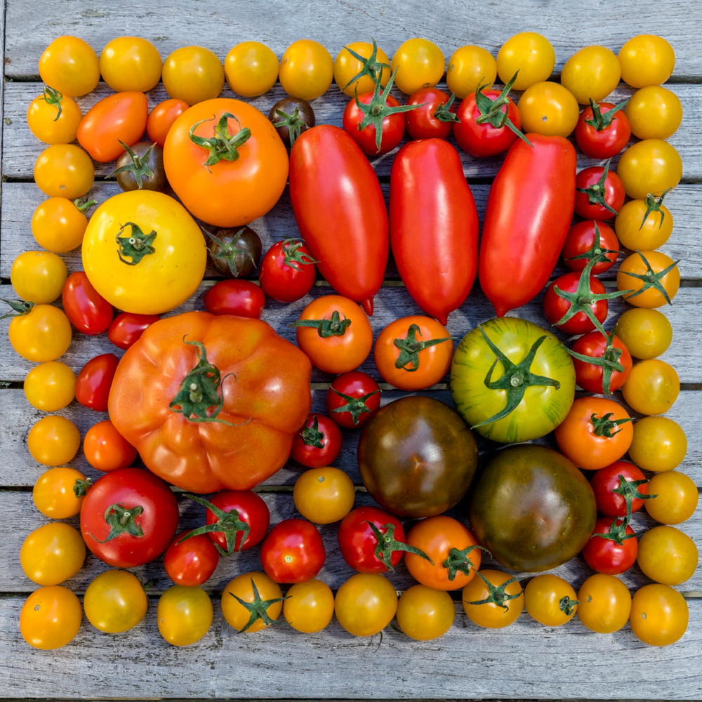 Colourful tomatoes