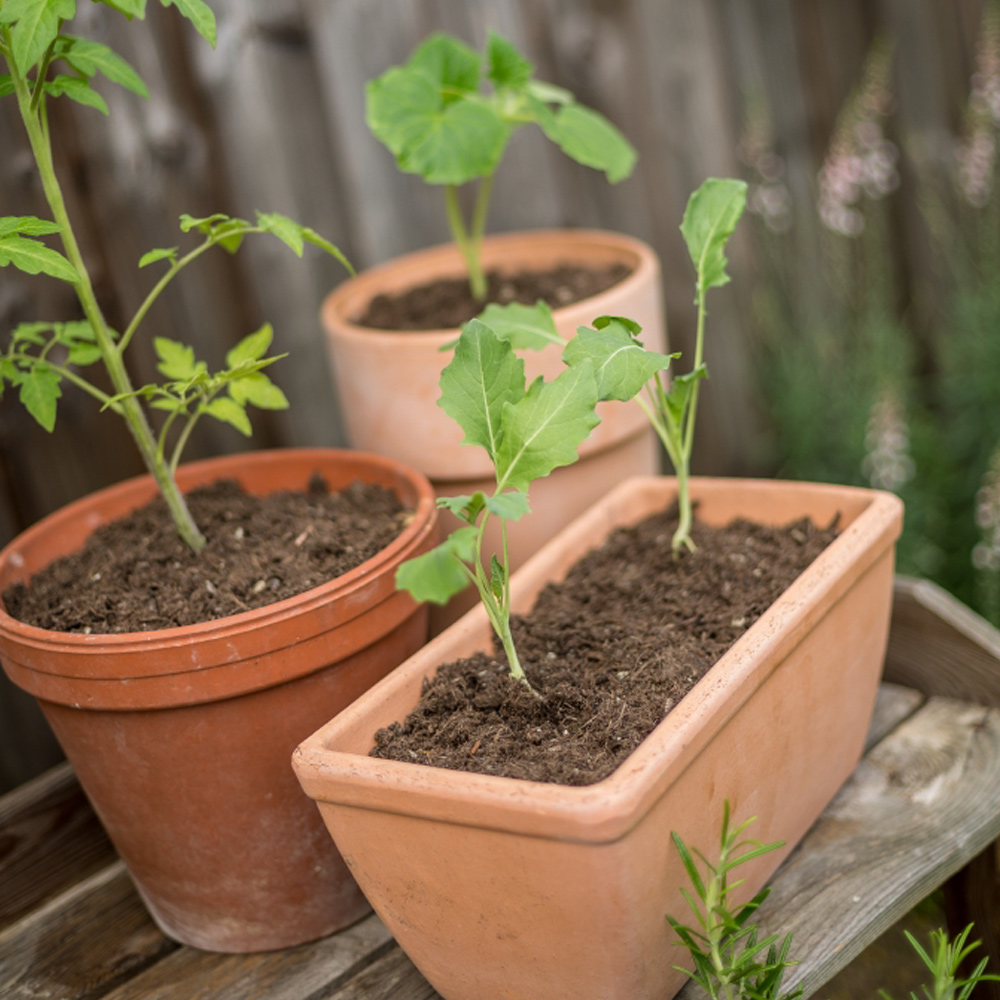 Tomato seedlings