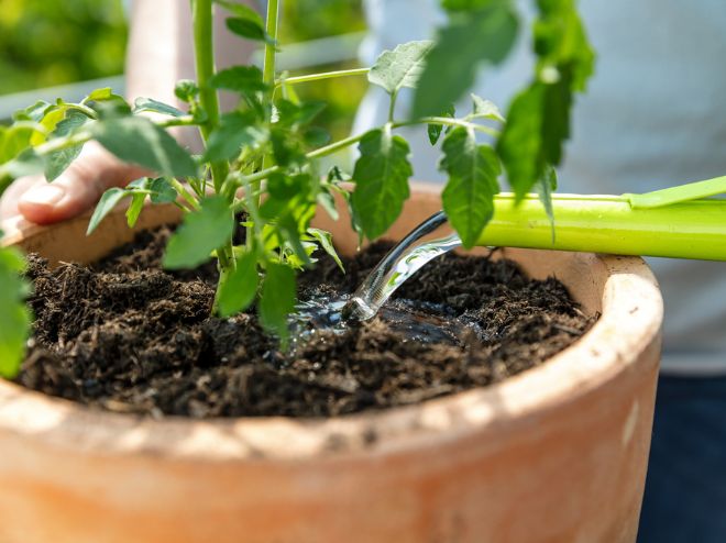 6 steps to growing your own tomatoes