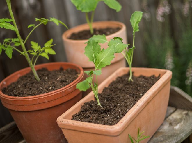 Tomatoes in beds, planters or in the greenhouse