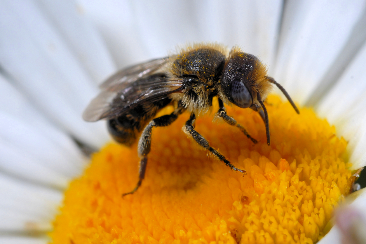 Red Mason Bee