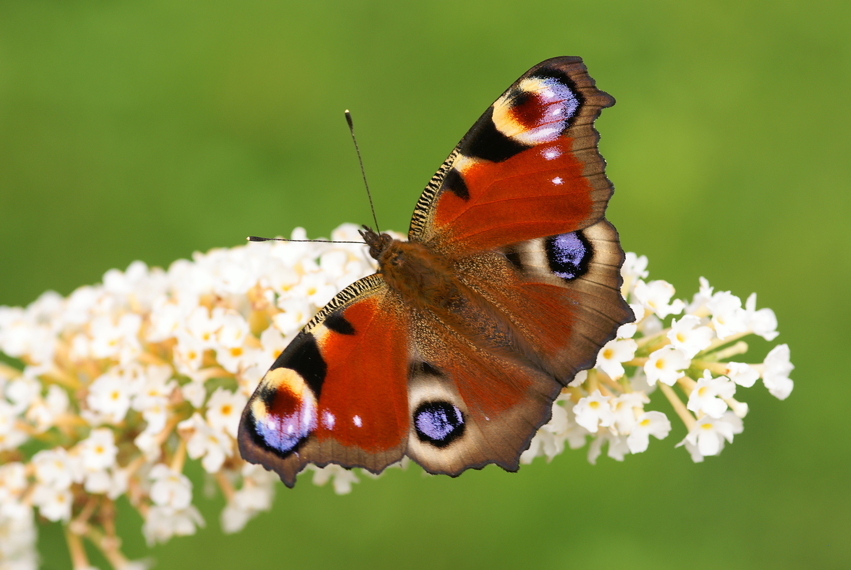 Peacock